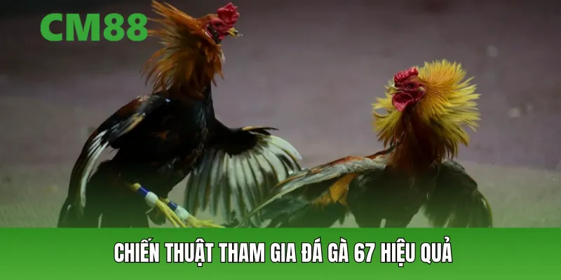 Chiến thuật tham gia đá gà 67 hiệu quả